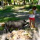 89- Bastien ouvre une coco sous le regard envieux de la truie Popoti 